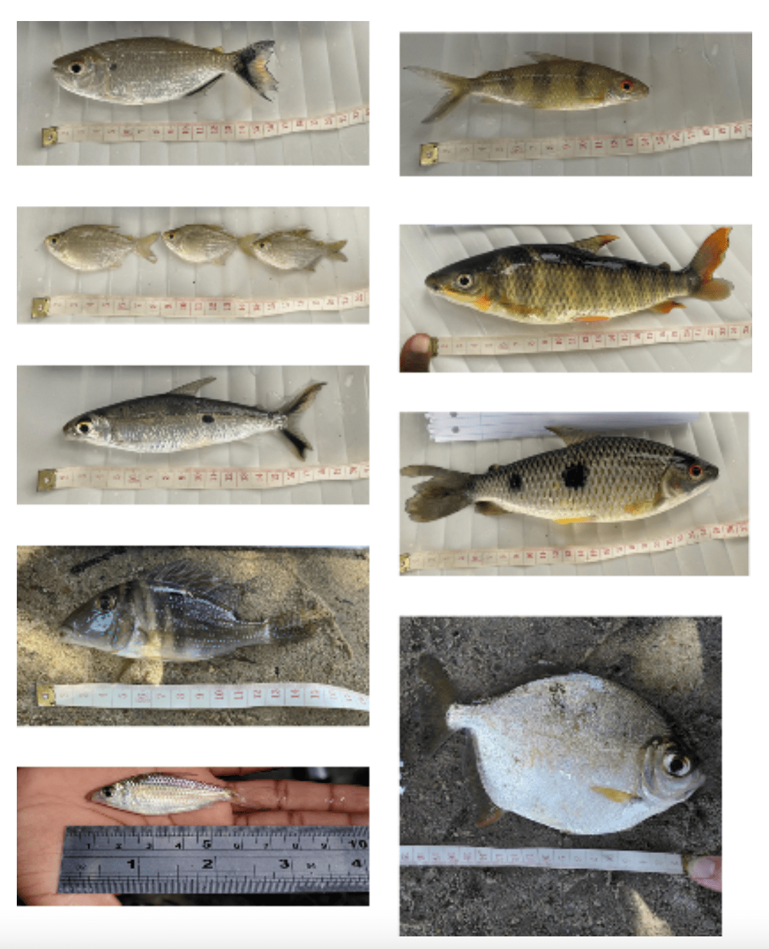 Bezoek Onderzoeksteam Aan Diitabiki bij Museum Fositen Gudu Vissen